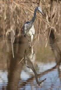 秋ヶ瀬公園のアオサギ  のっしのっし！