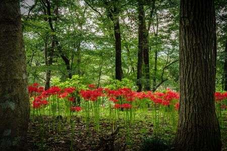森に咲く