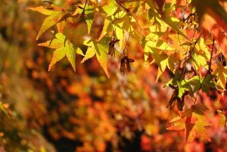 紅葉の時期かー