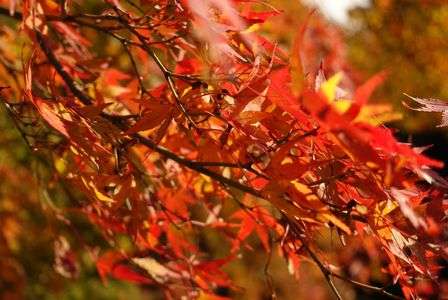 紅葉