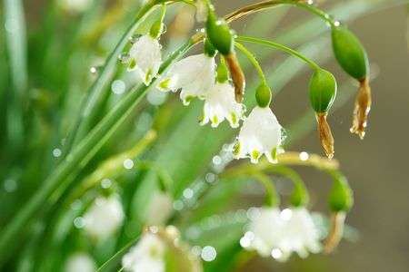 雨上がりのスズラン