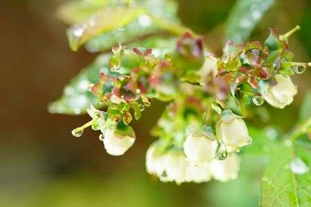 雨上がりのブルーベリー