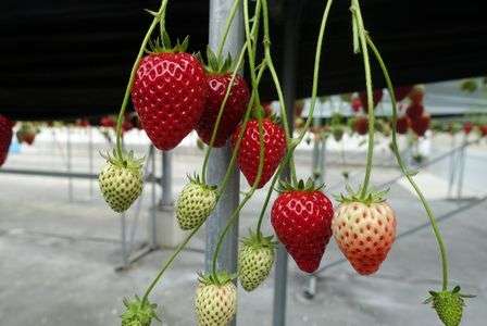 いちご狩り