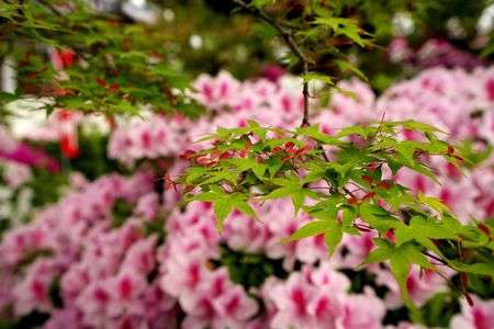 青もみじと躑躅