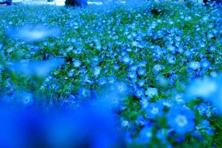 日比谷公園のネモフィラ