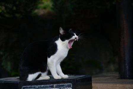 もう眠いにゃあ…