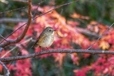 紅葉狩りですか2