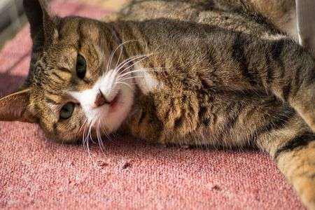 じゃましないで