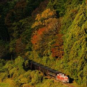 紅葉とDLやまぐち号