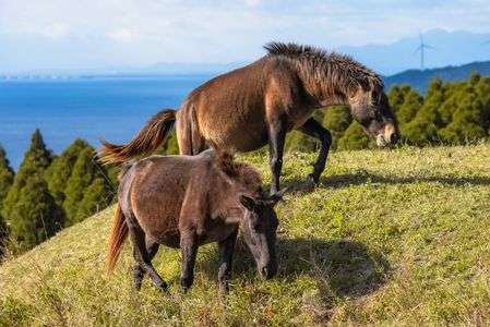 駆ける野生の馬