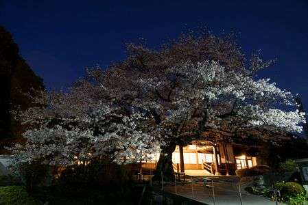 寺の桜