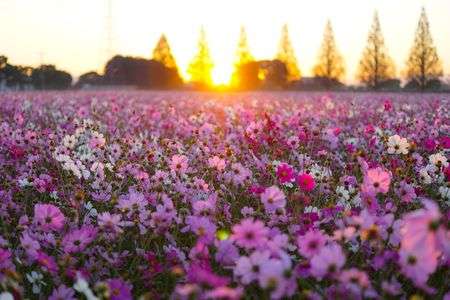 おはようコスモス