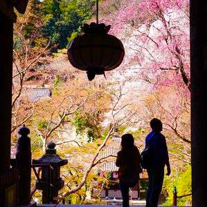寺の中から見る桜