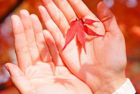 手に影絵（紅葉