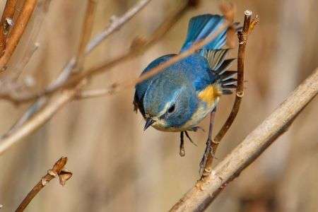 ルリビタキ　ロケット