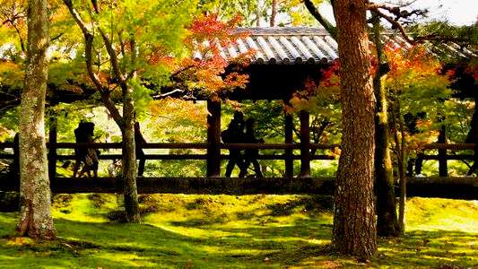 東福寺の紅葉１