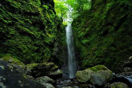 苔と滝