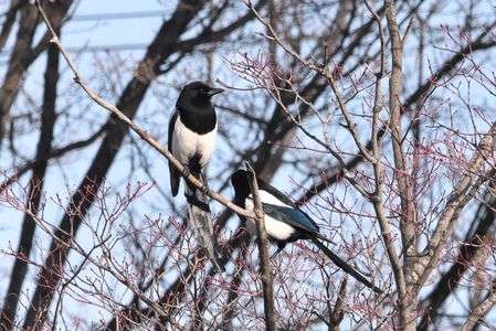 たくさんの幸運を運んでくれる喜びの鳥　カササギ