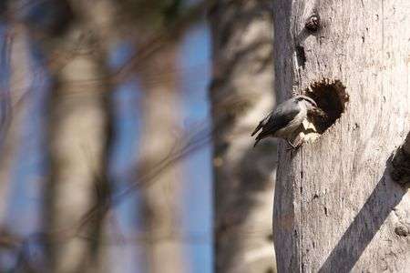 左官職人　シロハラゴジュウカラ