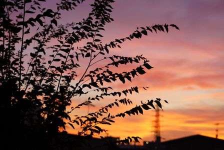 秋の夕景