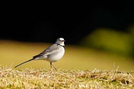 #ホオジロハクセキレイ#