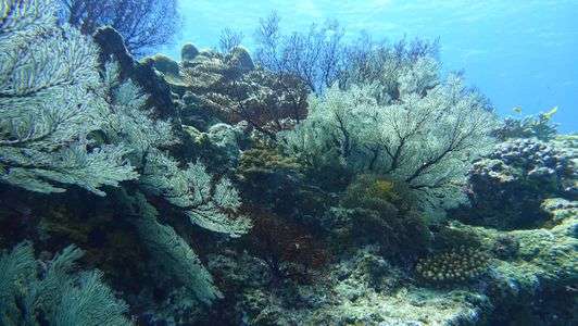 イソバナの群生