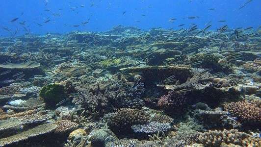 珊瑚の群生　成長中