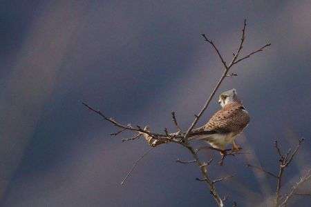 河川の土手に来ていたチョウゲンボウ