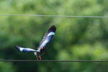飛び立つ仏法僧