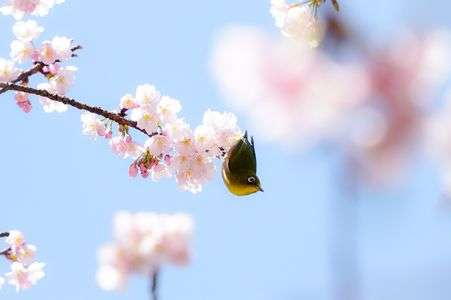 ヒガンザクラとメジロ