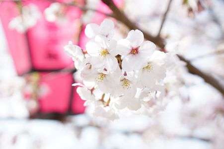 ぼんぼりと染井吉野