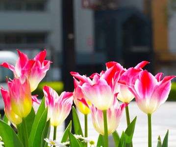 街角のチューリップ