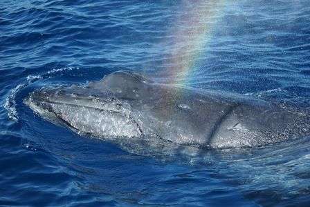 ザトウクジラの子