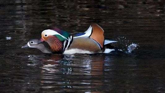オシドリ観察65日目