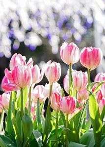 早春の光の中で