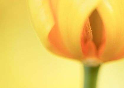 チューリップの秘密