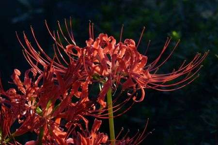 夕日に照らされて