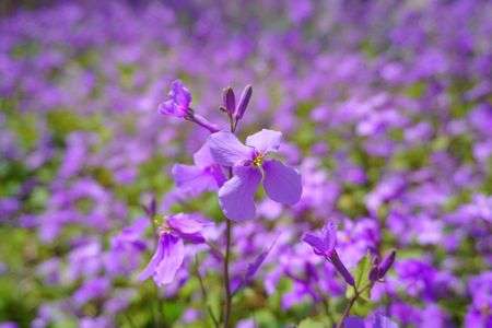 オオアラセイトウの群生