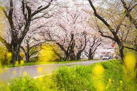 桜並木