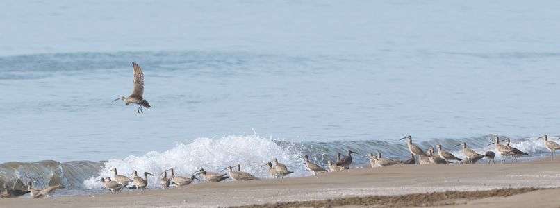 能登のシギチ 21