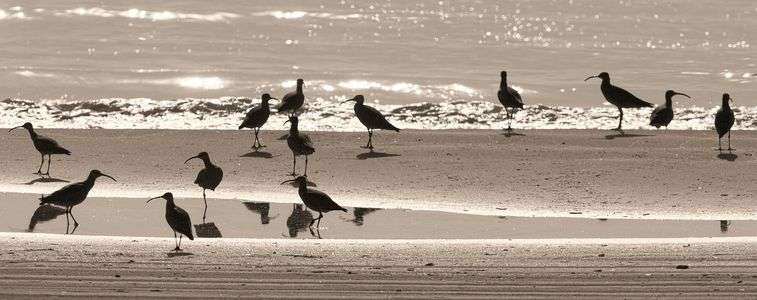 能登のシギチ 24