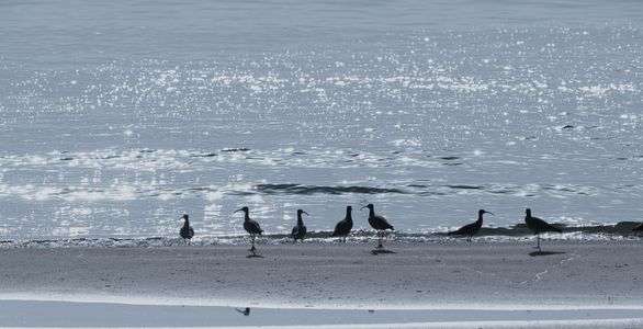 能登のシギチ 26