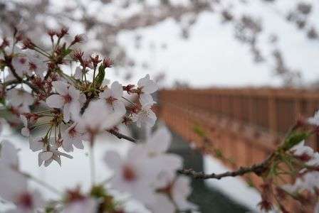 群馬県波志江沼  2021年お花見