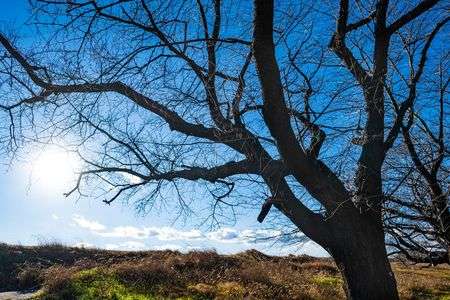冬の寂しさ、芽吹く木々の強さ
