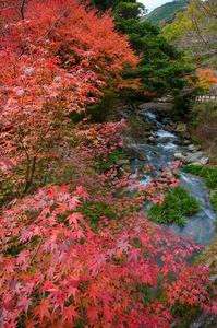 紅葉渓谷