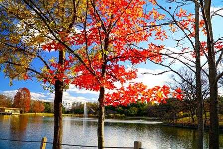 　初　冬　の　　　公　園　。