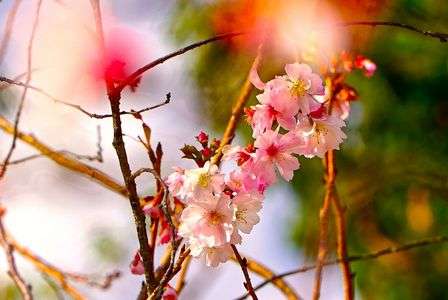 　十　　　月　　　桜　。