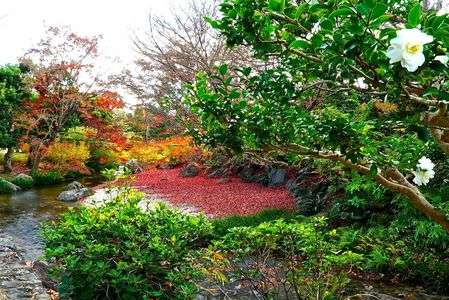 　落　　　ち　　　葉　（赤い絨毯）　。