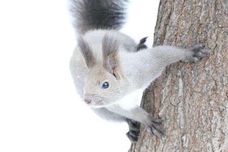 エゾリスになりたい