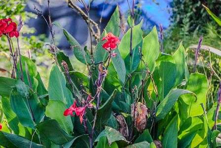 柑奈とカワちゃん